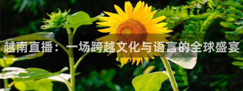小九看球直播：越南直播：一场跨越文化与语言的全球盛宴
