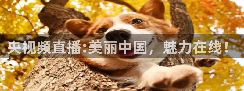 免费nba小九比赛直播高清：央视频直播:美丽中国，魅力在线！